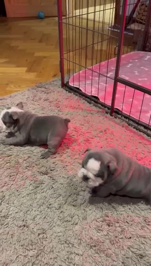 English Bulldog dogs for sale: Winnies babies - Video 3
