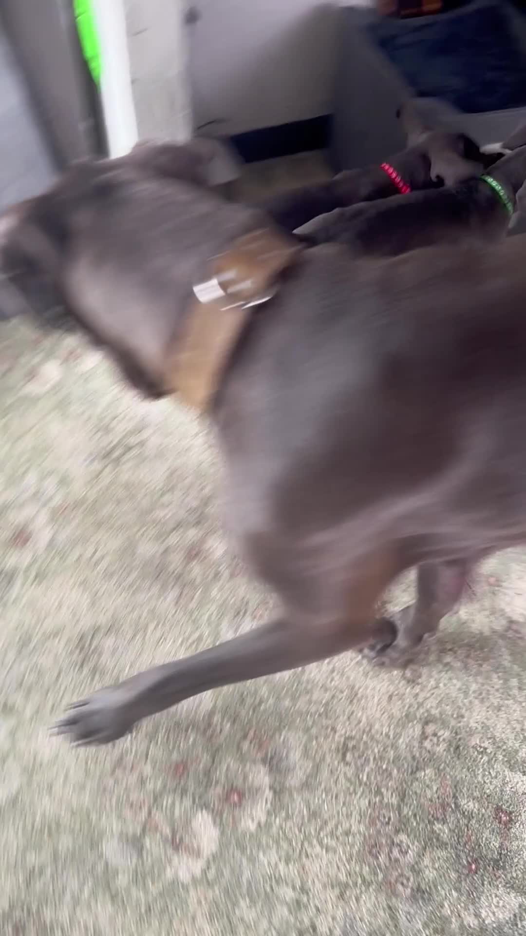 Great Dane dogs for sale: Gorgeous blue KC Great Danes.Ready now! - Video 3