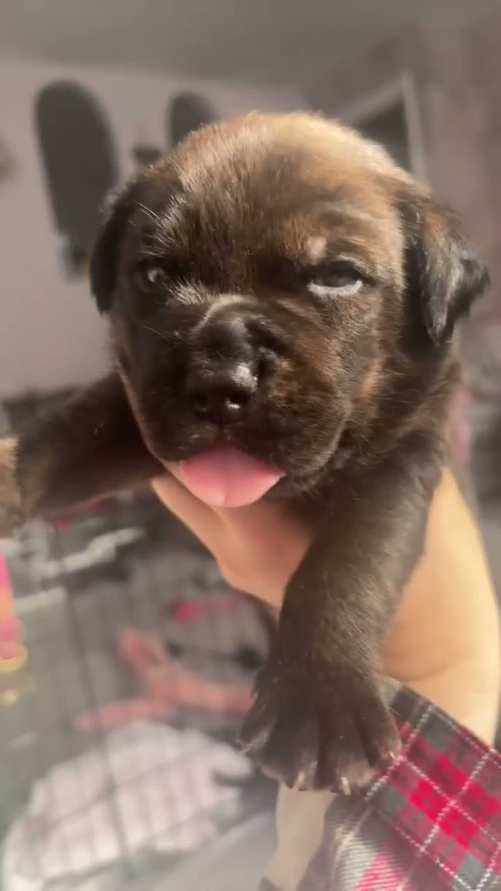 Mixed Breed dogs for sale: Staffordshire X Rottweiler  - Video 3