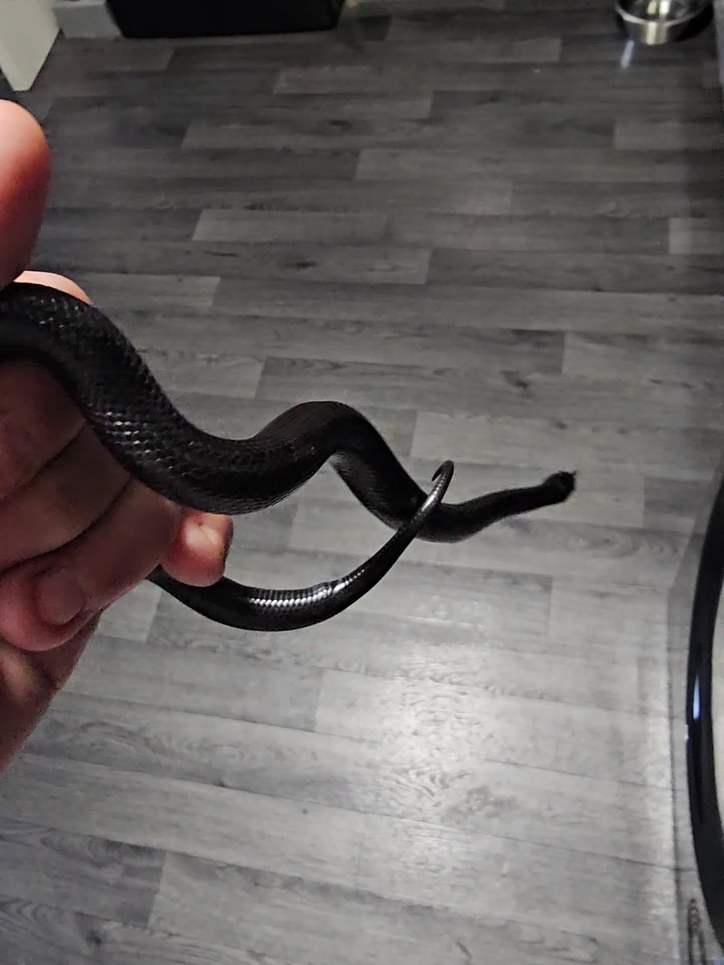 King Snake reptiles for sale: Snake for sale  - Video 1