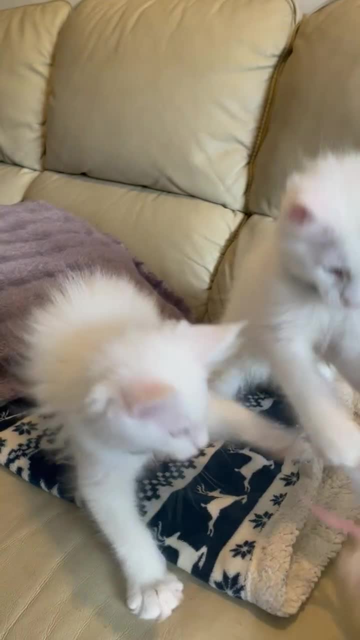 Maine Coon cats for sale: Purebred Maine Coon Boys Needing A Loving Home 😻 - Video 2