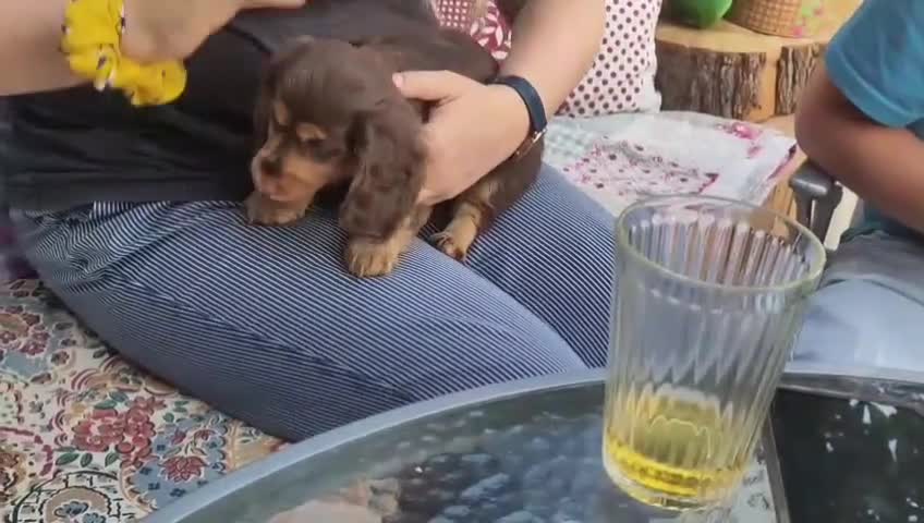 Miniature Dachshund dogs for sale: KC Health tested Licensed breeder 12 years exp - Video 2