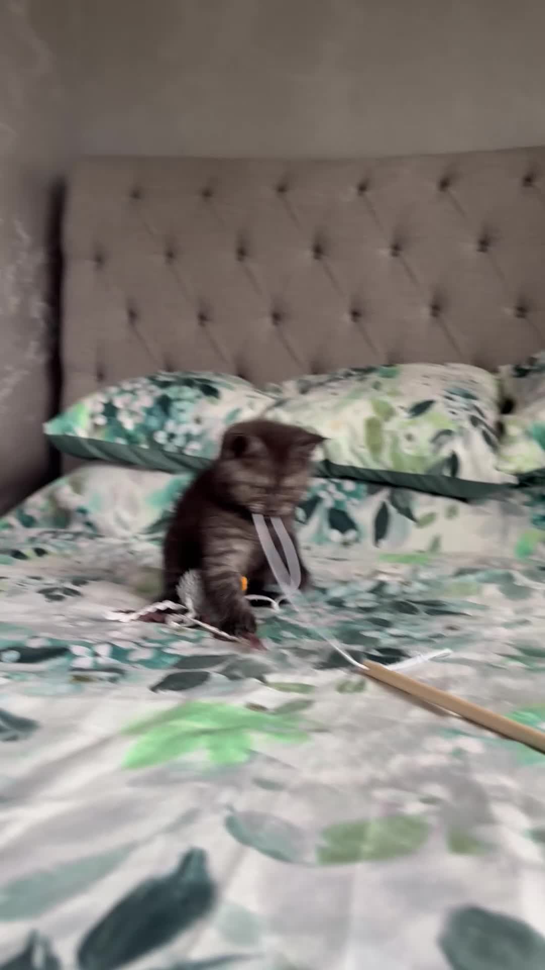 Scottish Fold cats for sale: 🐾Last Boy looking for his new lovely home - Video 2