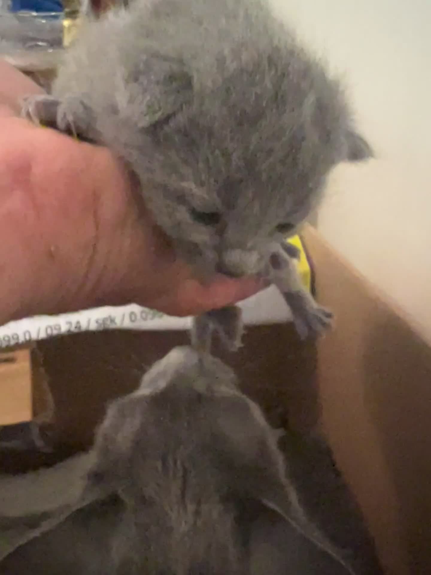 Russian Blue cats for sale: Lost adorable boy leftRussian blue kitten for sale - Video 2