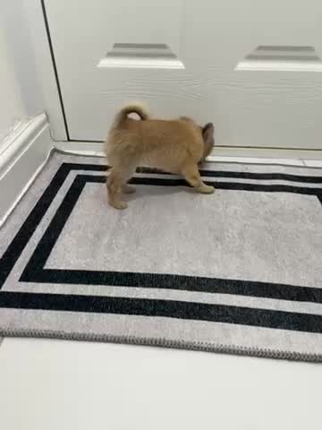 Chihuahua dogs for sale: Miniature chihuahua puppies (champion litter)  - Video 5