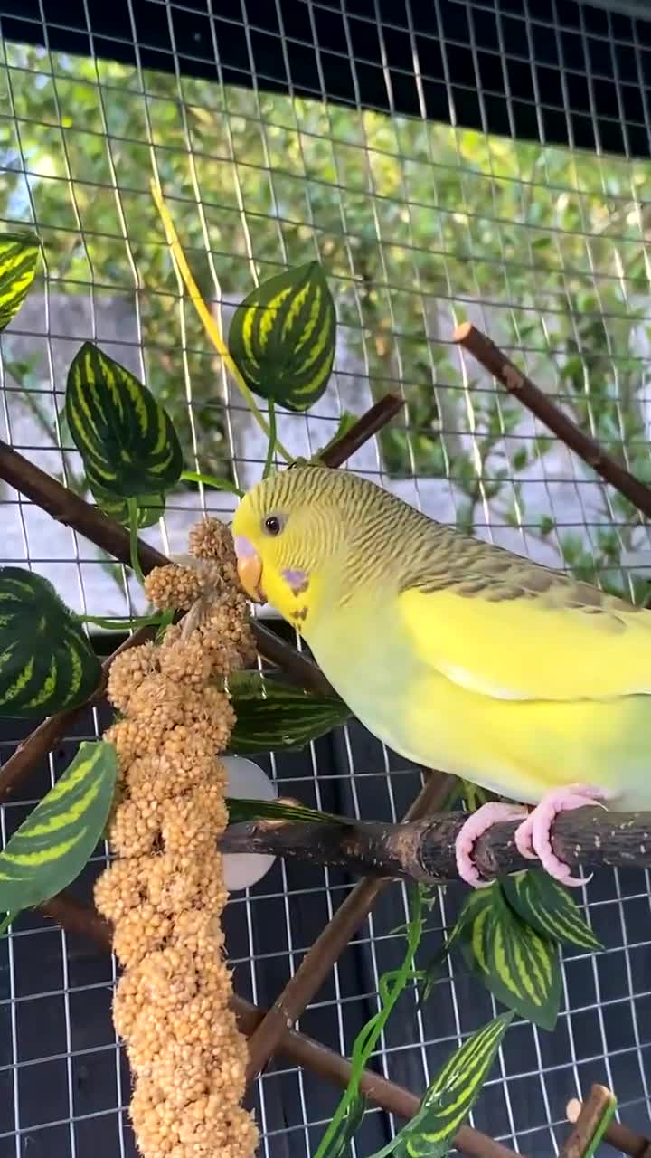 Budgerigars birds for sale: Female baby budgies - Video 2