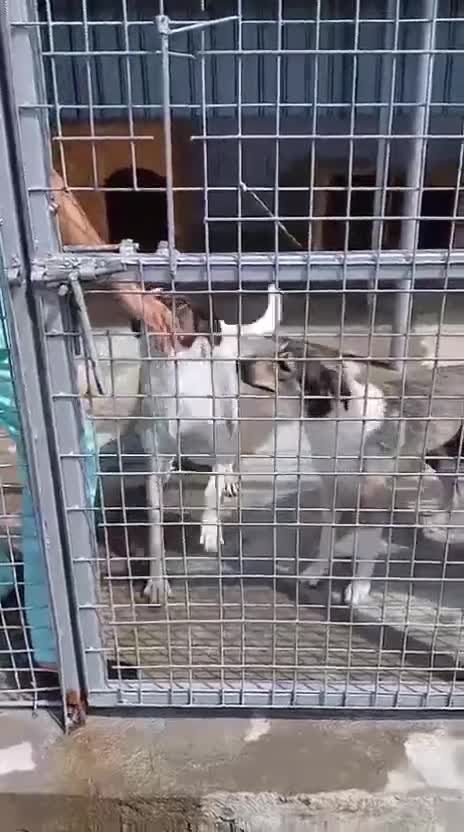 Mixed Breed dogs for adoption: Tuxedo, approx 3 yrs old. Available for adoption. - Video 2