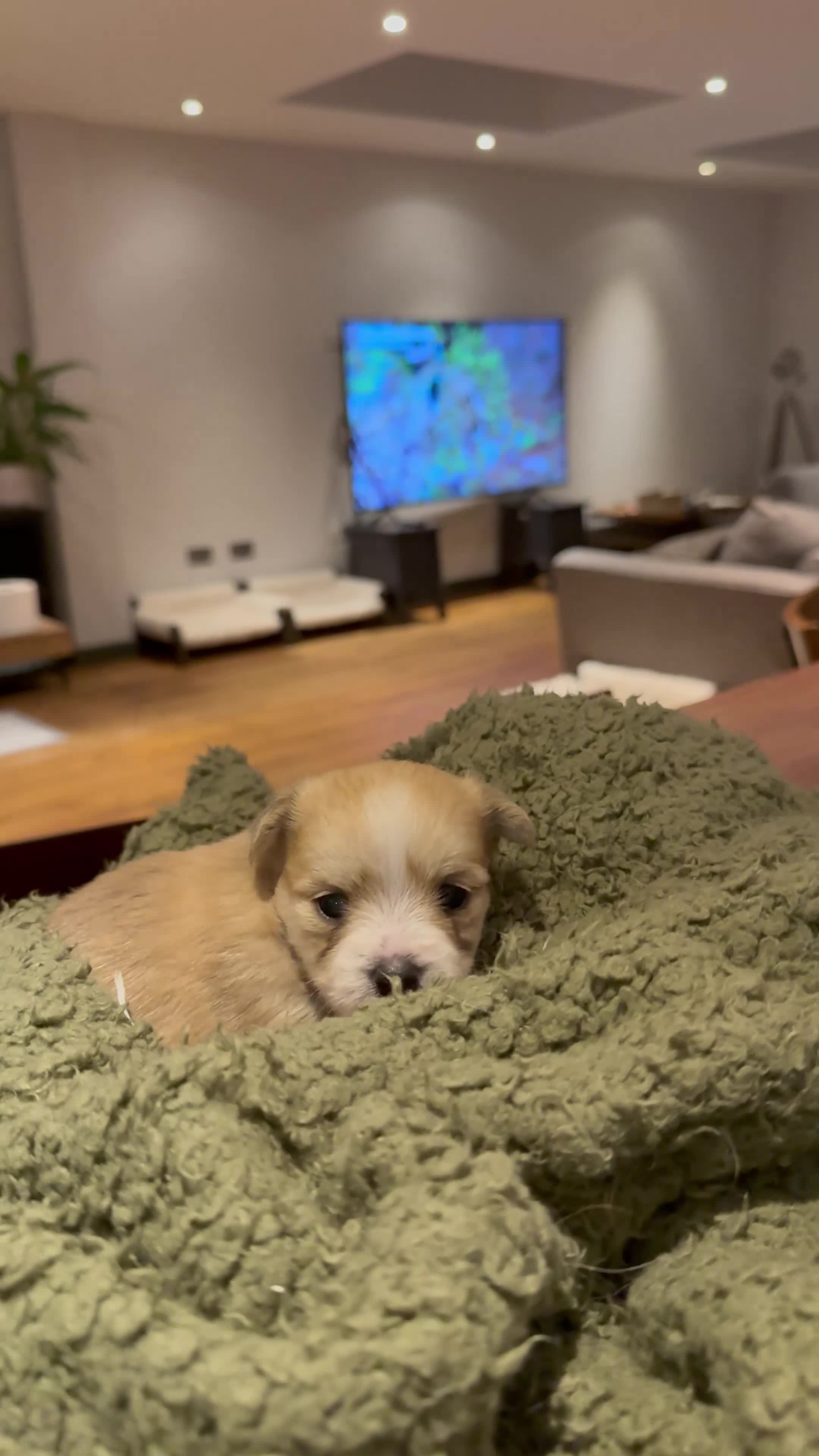 Mixed Breed dogs for sale: Unique mix - Maltese x JackChi Puppies - Video 2