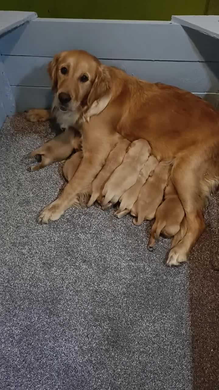 Golden Retriever dogs for sale: Gorgeous Golden Retriever Pups - Fox red  - Video 1