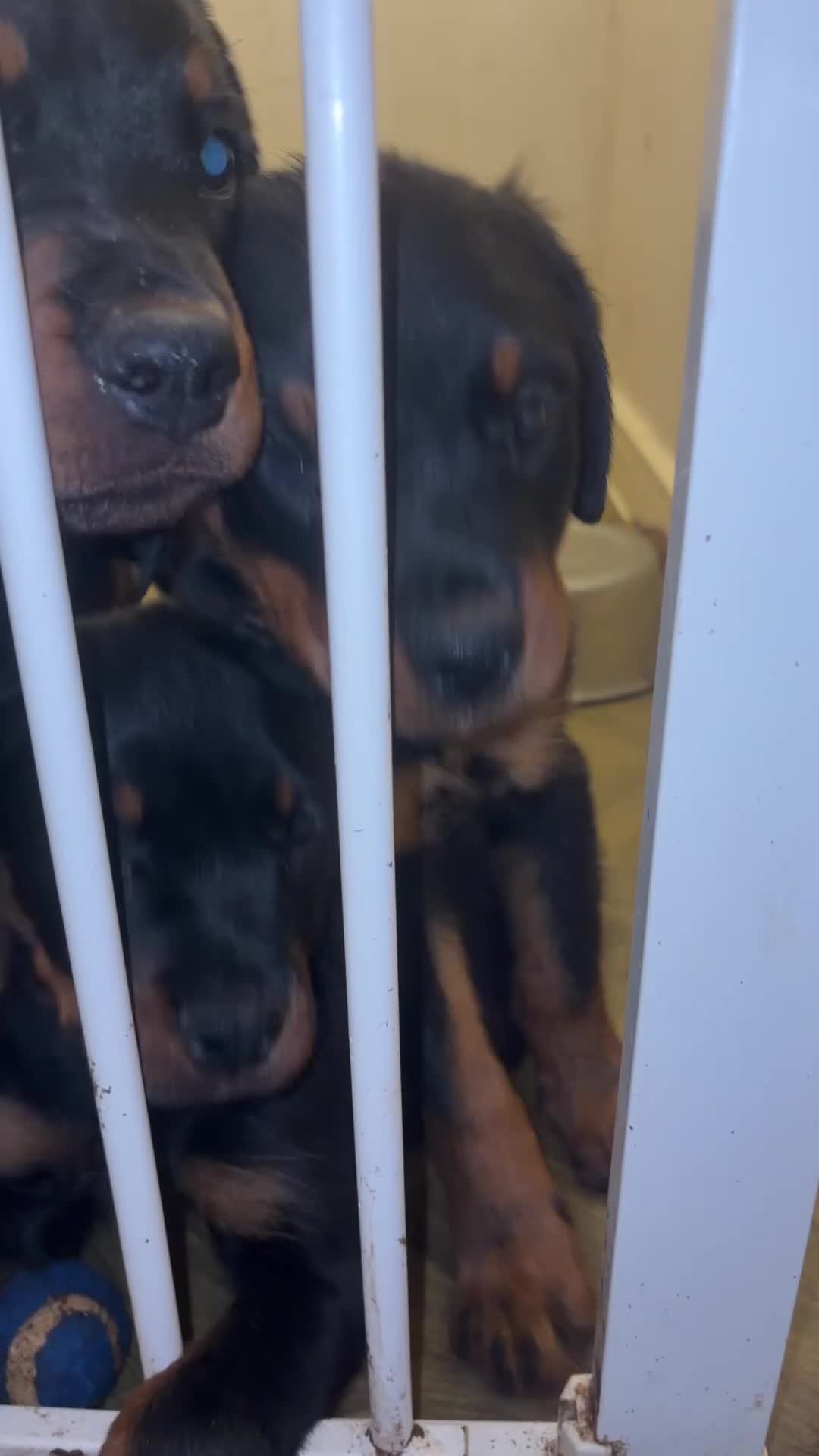 Rottweiler dogs for sale:  Rear top kc Champion rottie pups for sale ready  - Video 4