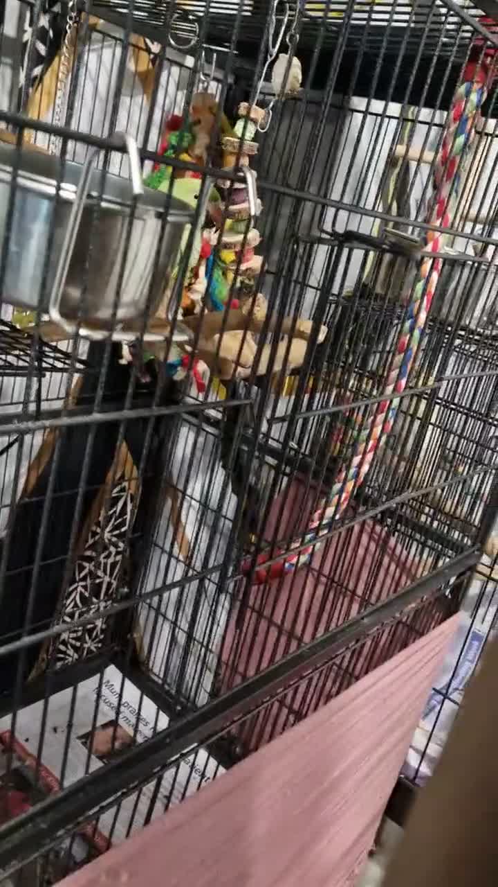 Ringnecks birds for sale: indian ringneck parrot  - Video 1
