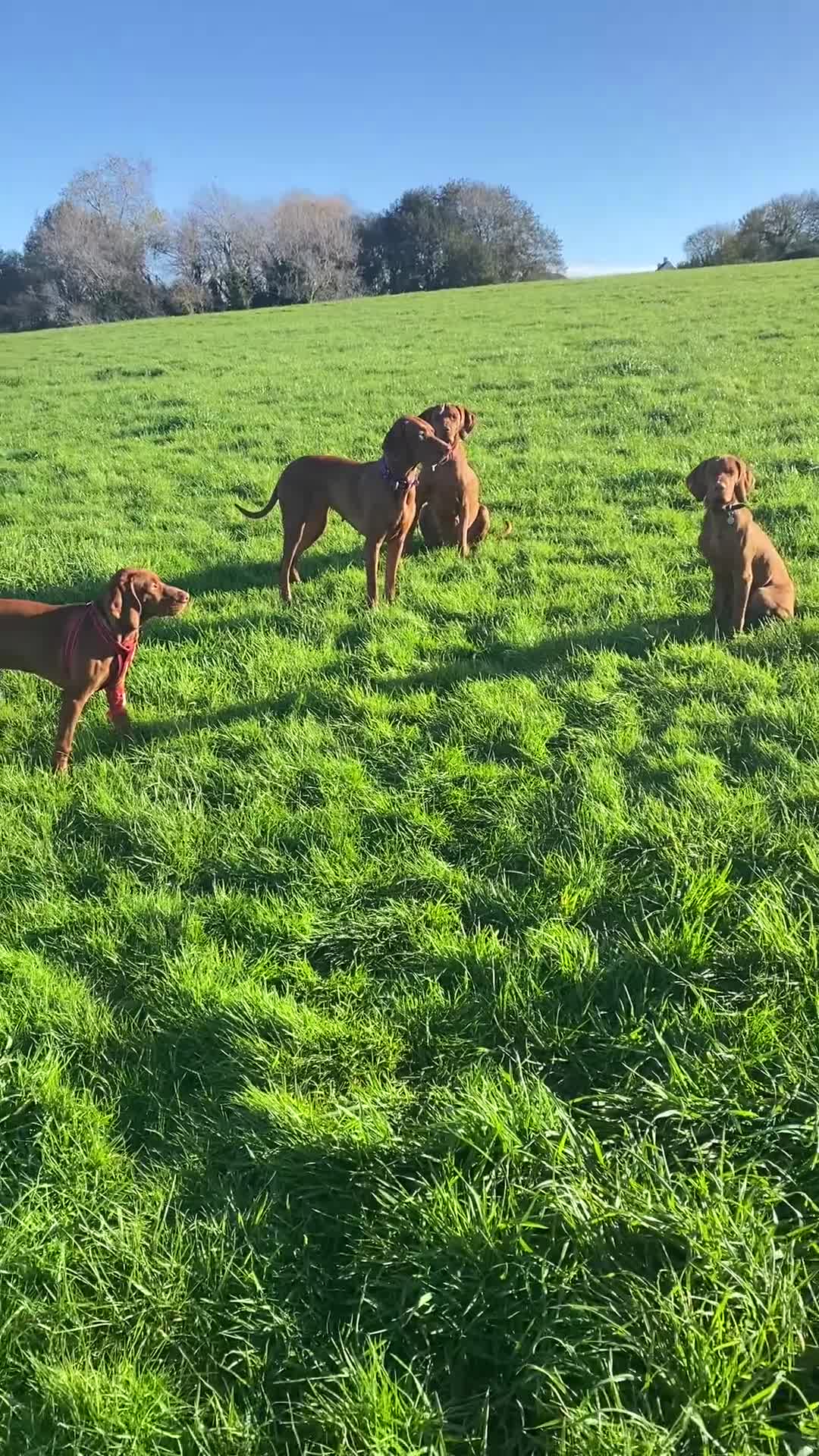 Hungarian Vizsla dogs for sale: Vizsla puppies. Great lineage and super low COI. - Video 2