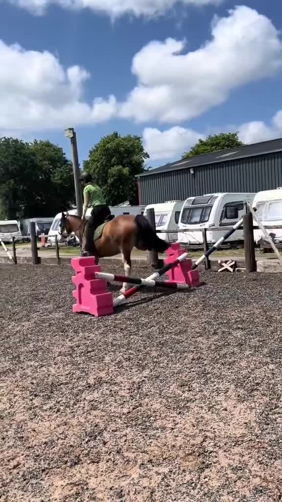 Welsh Section C horses for sale: godebog ulrika 14.2 - Video 4