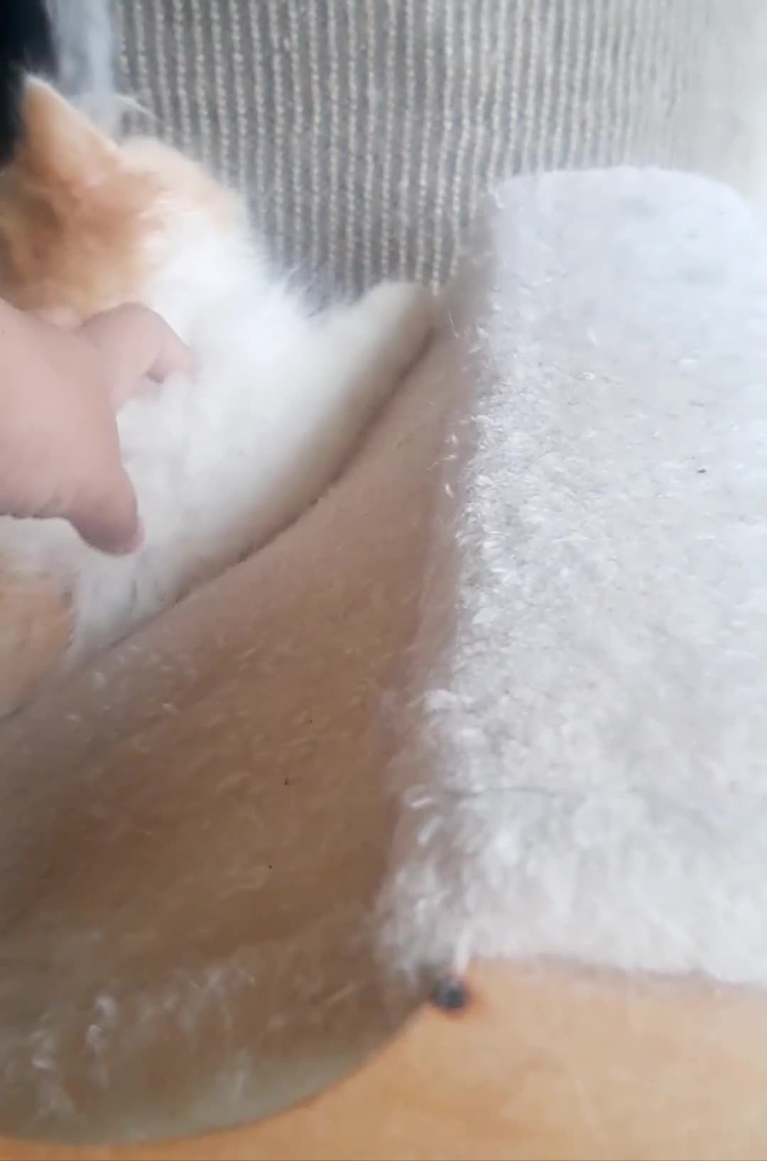British Longhair cats for sale: *RESERVED* Red Bicolour British Longhair Kitten - Video 1