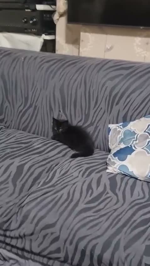 Mixed Breed cats for sale: A beautiful litter of 4 kittens - Video 2