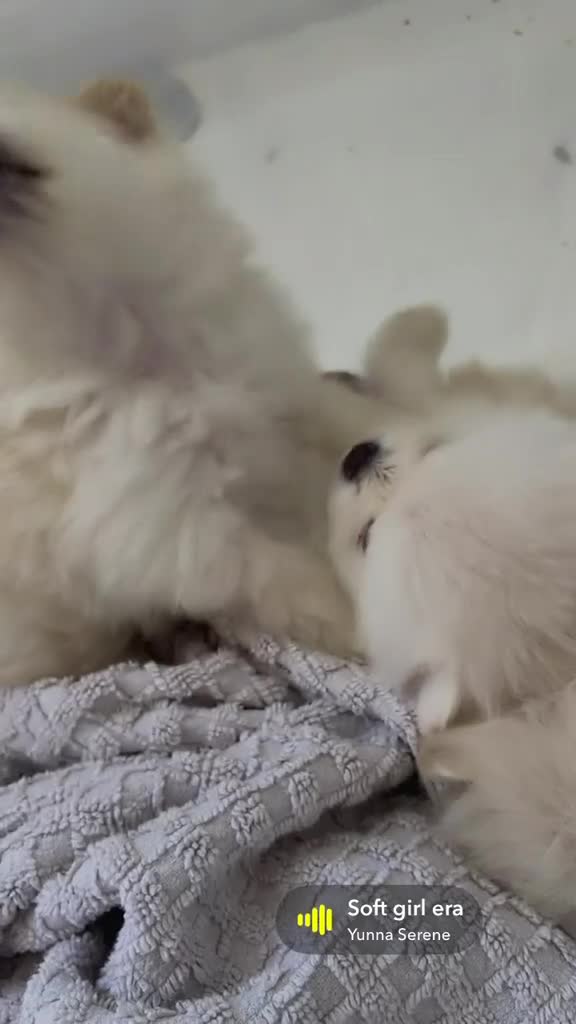 Pomeranian dogs for sale: 5 beautiful pomeranian puppy’s 💖💙 in Royston - Video 2