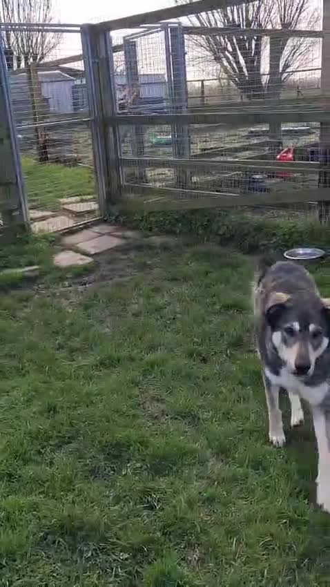 Mixed Breed dogs for adoption: Loveable Elmo in Wisbech - Video 1