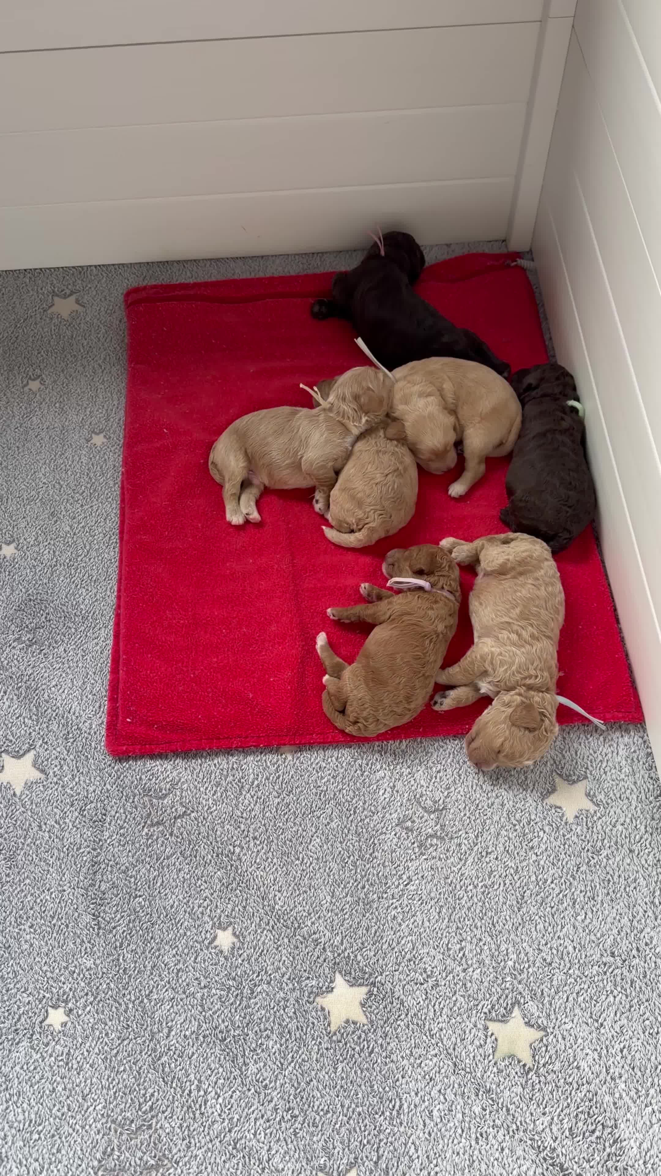 Cockapoo dogs for sale: Cockapoos - Both Parents Health Tested  - Video 1