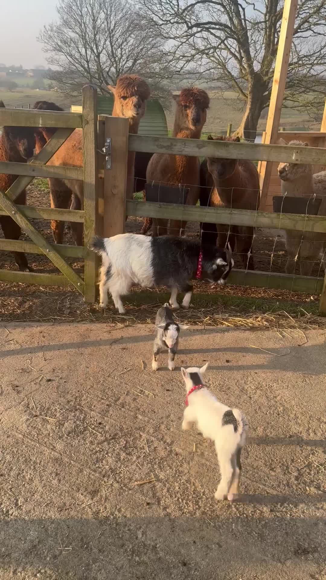 Goats livestock for sale: Pygmie Goats  - Video 3