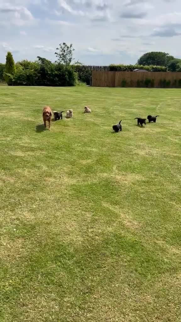 Labrador Retriever dogs for sale: Labrador pups x8 in Widnes - Video 1
