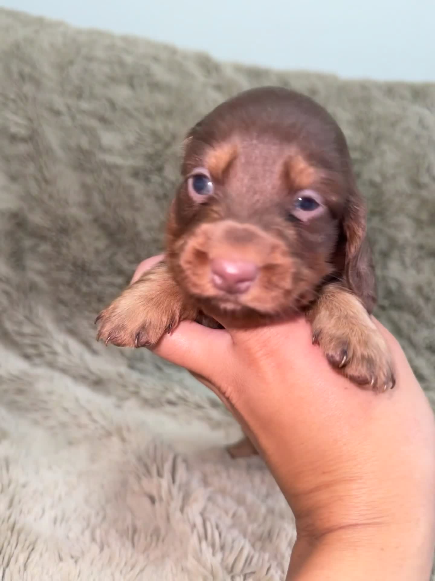 Dachshund dogs for sale: LONG HAIR MINIATURE DACHSHUNDS🤍 - Video 4