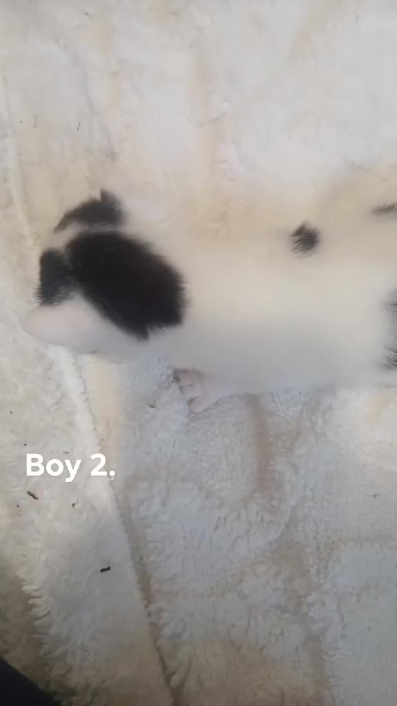 Mixed Breed cats for sale: 5 kittens in Birmingham - Video 1