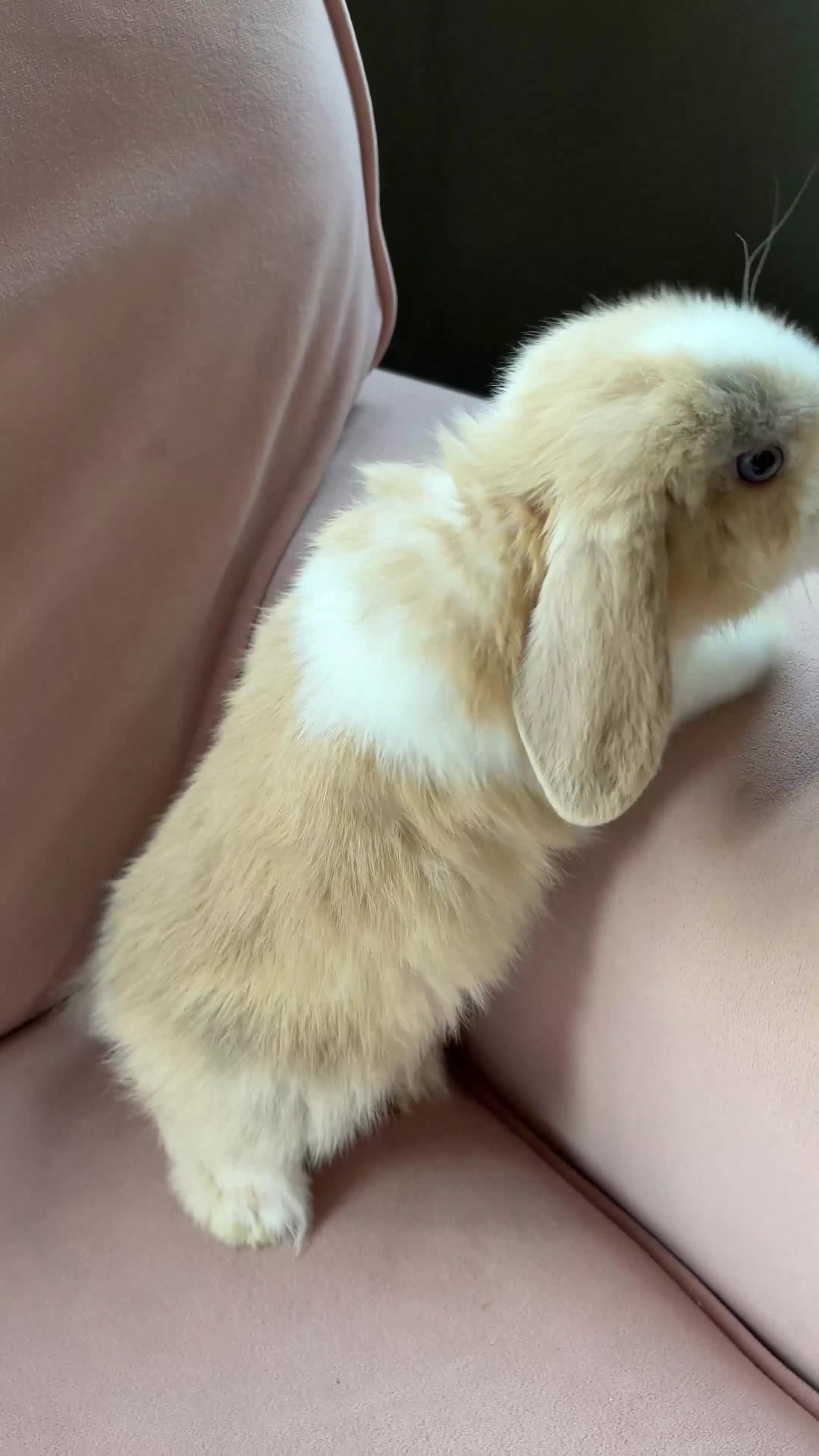 Mini Lop rabbits for sale: Pure mini lop bunnies reared indoors  - Video 2