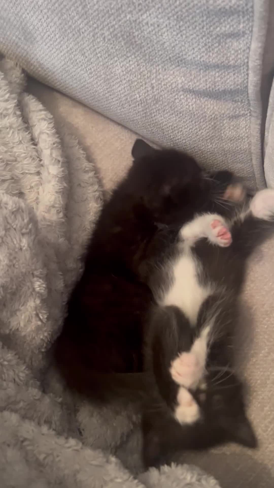 Mixed Breed cats for sale: 3 x black and white kittens available  - Video 1