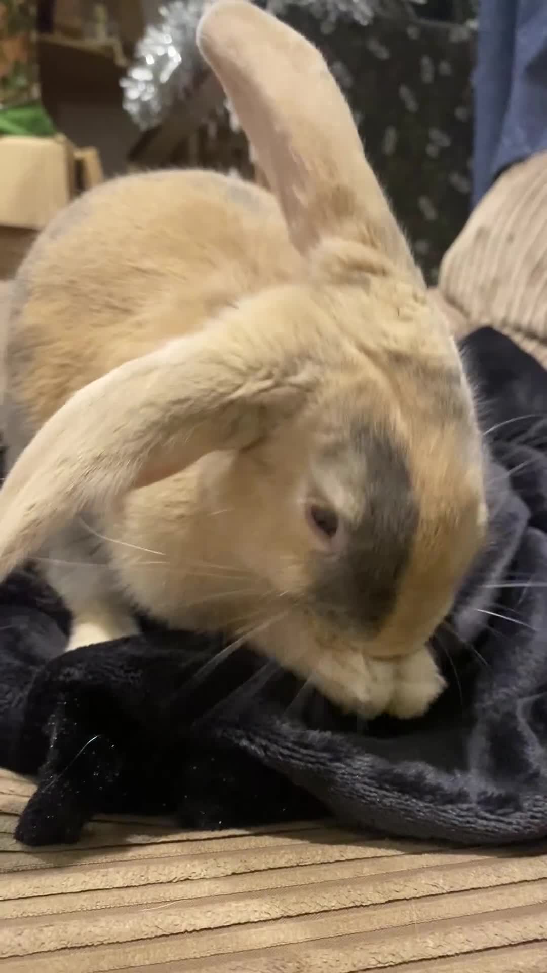 Mixed Breed rabbits for sale: Indoor house Rabbit bunny pet in Aylesbury - Video 1
