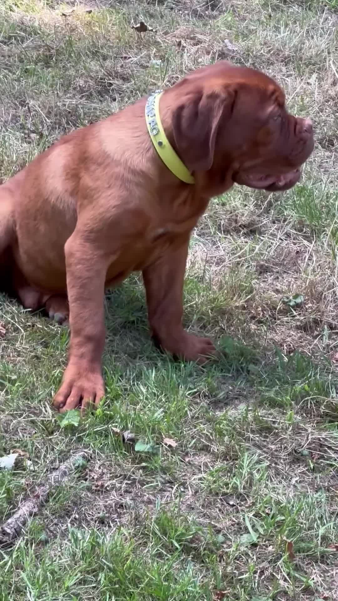 Dogue De Bordeaux dogs for sale: Amazing show quality puppies available ! - Video 3