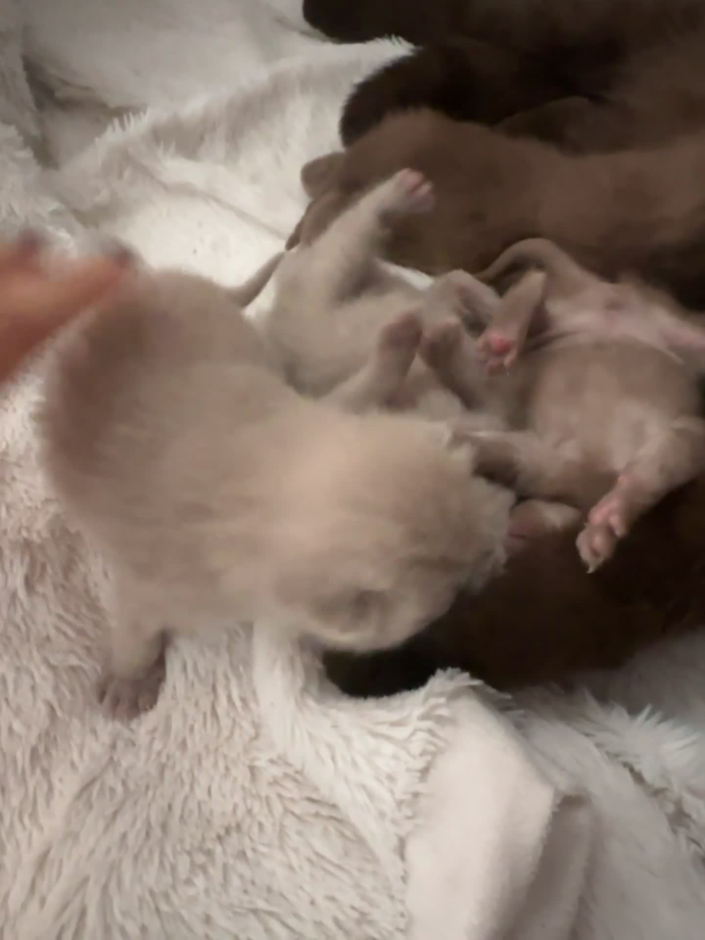 British Shorthair cats for sale: Lilacs and chocolates British shorthair kittens  - Video 1