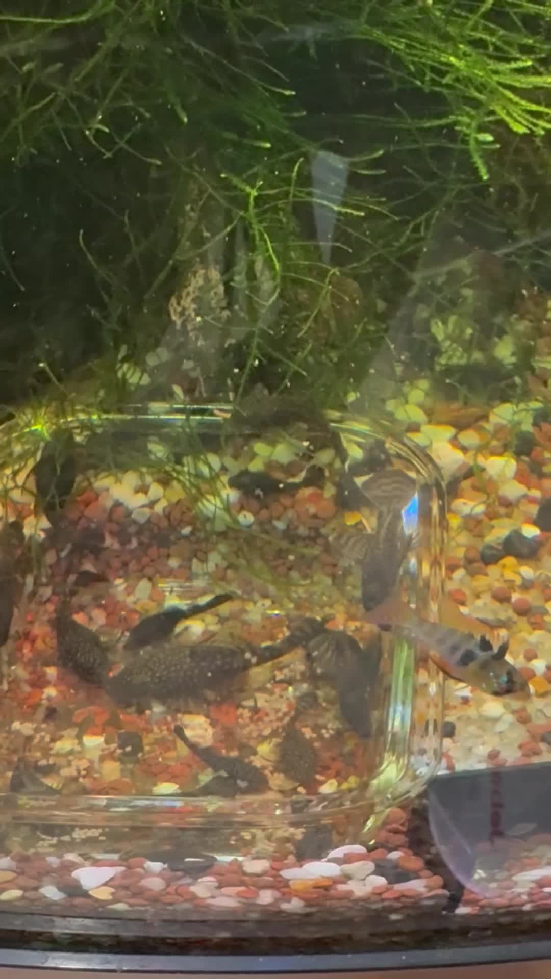 Plecos fish for sale: Home-Breed Bristlenose Plecos for Sale in RM8 - Video 1
