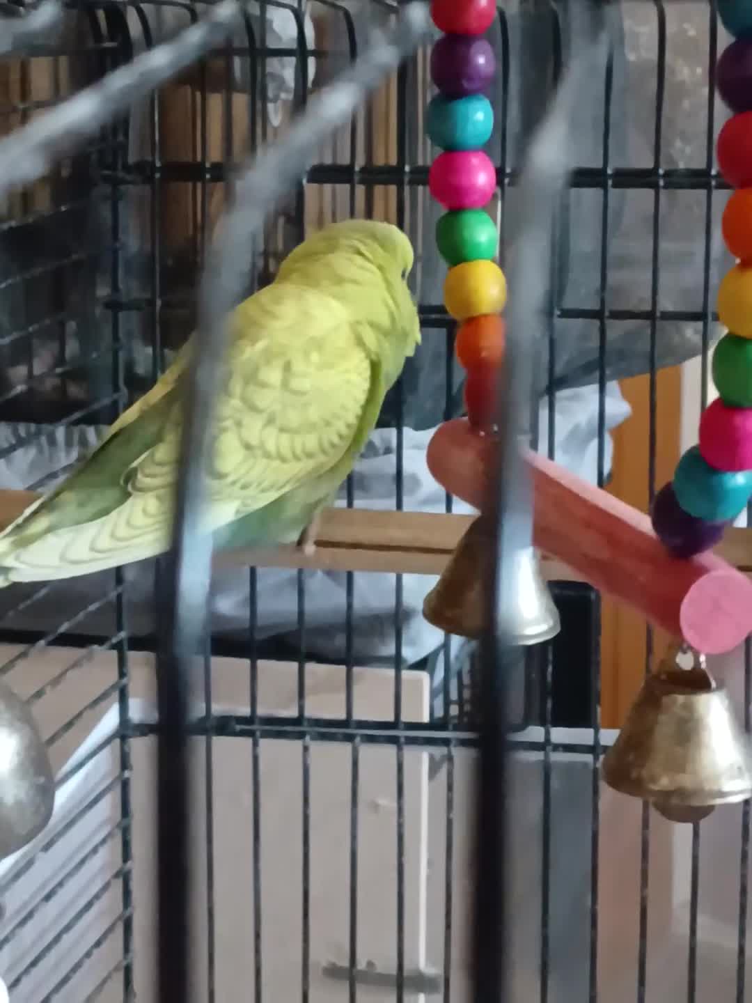 Budgerigars birds for sale: Budgies - Video 3