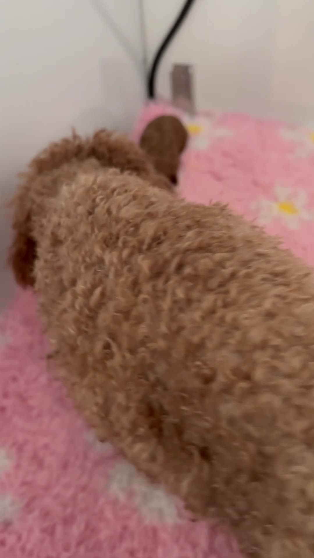 Toy Poodle dogs for sale: 2 TINY BOYS LEFT kc registered deep red toy poodle - Video 3