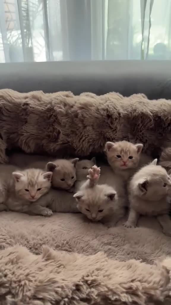 British Shorthair cats for sale: Beautiful British kittens Available 🐾🐾❤️ - Video 3