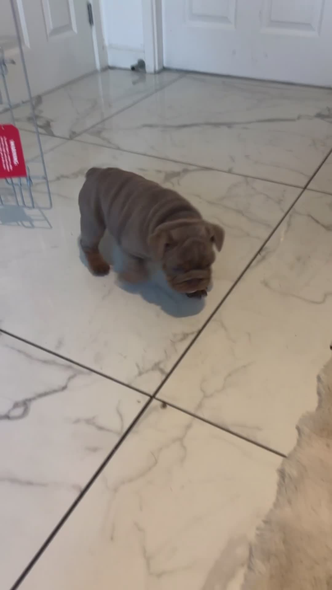 English Bulldog dogs for sale: English bulldog for sale  - Video 2