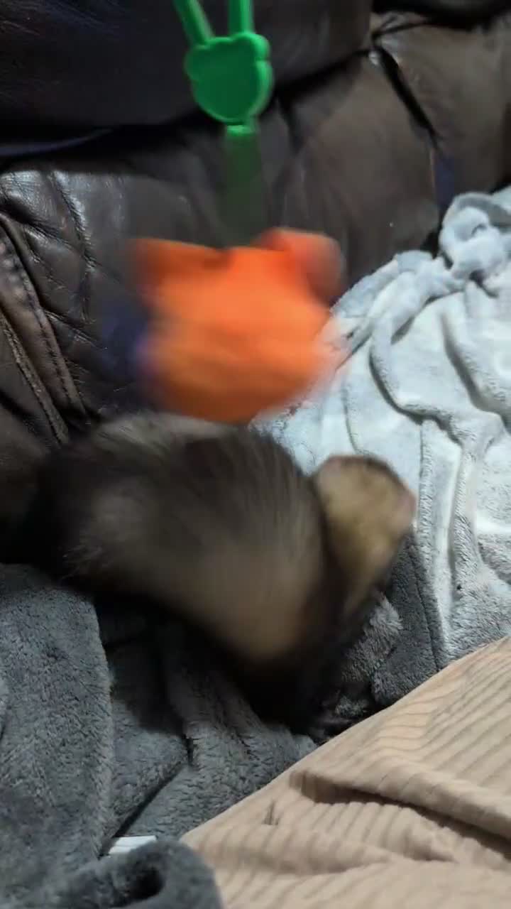 Ferret rodents for sale: 2 Ferrets for Sale, Seeking a Loving Home 15weeks - Video 1