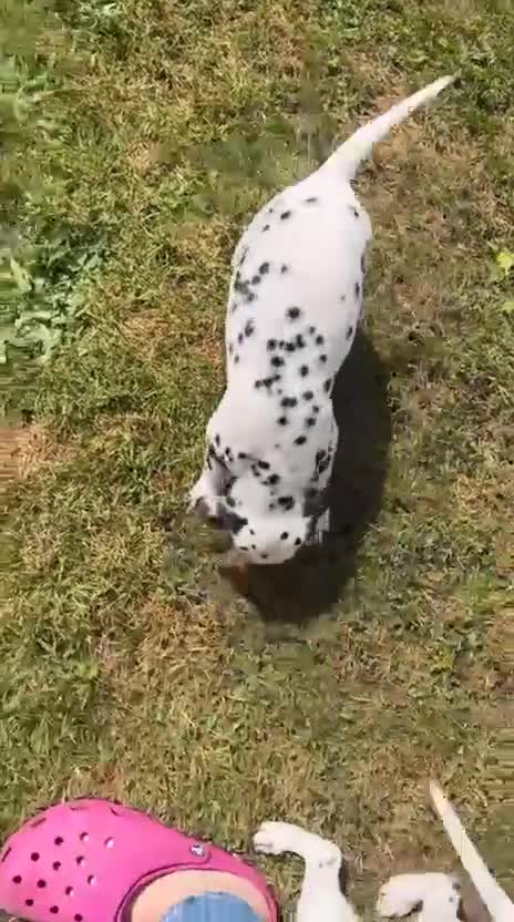 Dalmatian dogs for sale: Gorgeous Dalmatian Puppies - Video 1