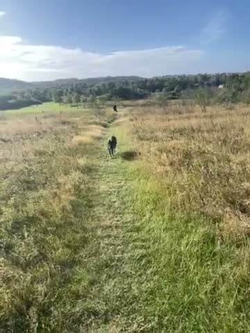 German Shepherd dogs for stud: Stud XL German shepherd mixed with malinios  in Sunderland - Video 1
