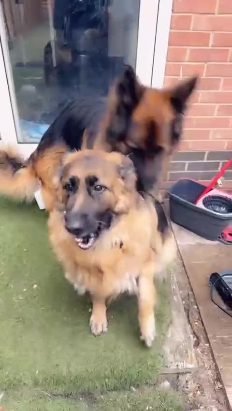 German Shepherd dogs for sale: Czech long hair German shepherd  - Video 1