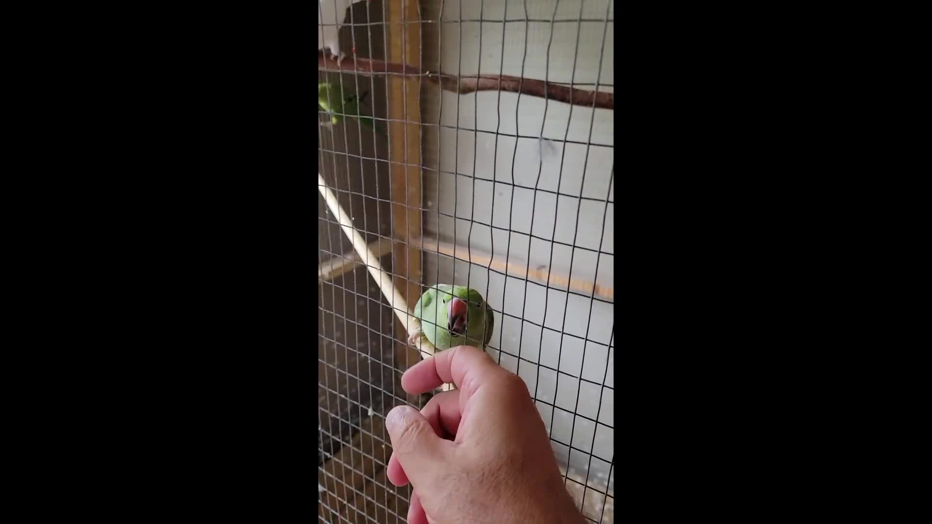 Ringnecks birds for sale: Juveniles ringnecks - Video 2