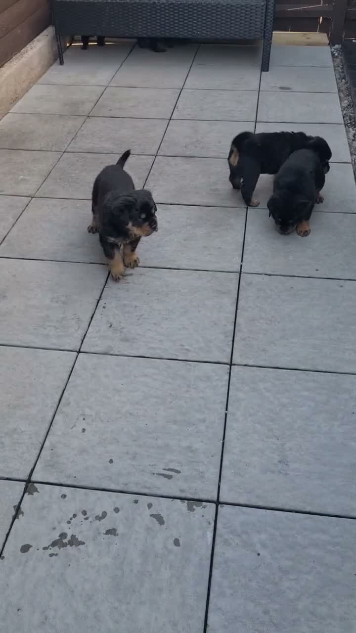 Rottweiler dogs for sale: German rottweiler puppies  in Birmingham - Video 2