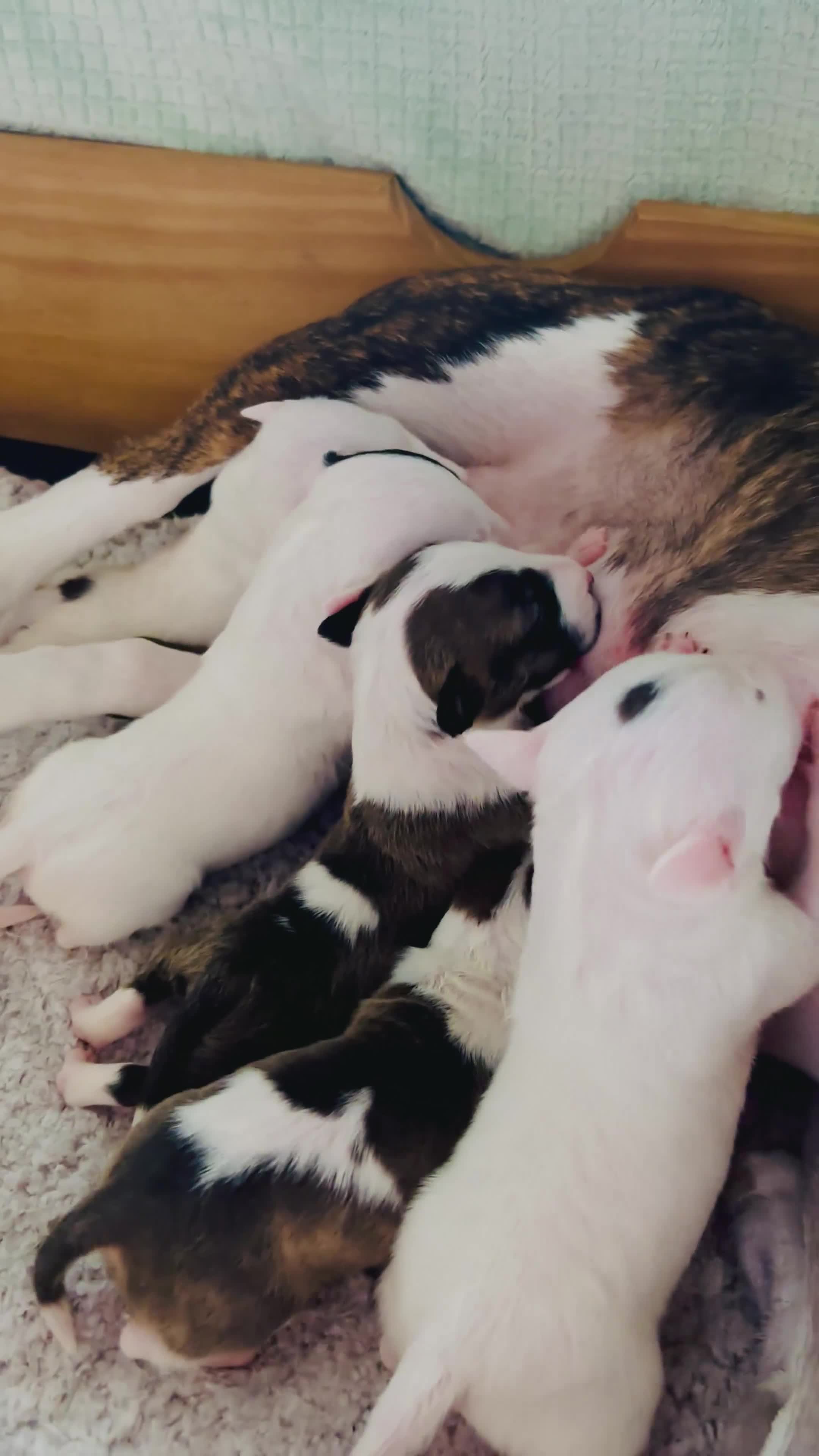 Miniature Bull terrier dogs for sale: Litter of 5 Miniature English bull terriers in Dagenham - Video 1