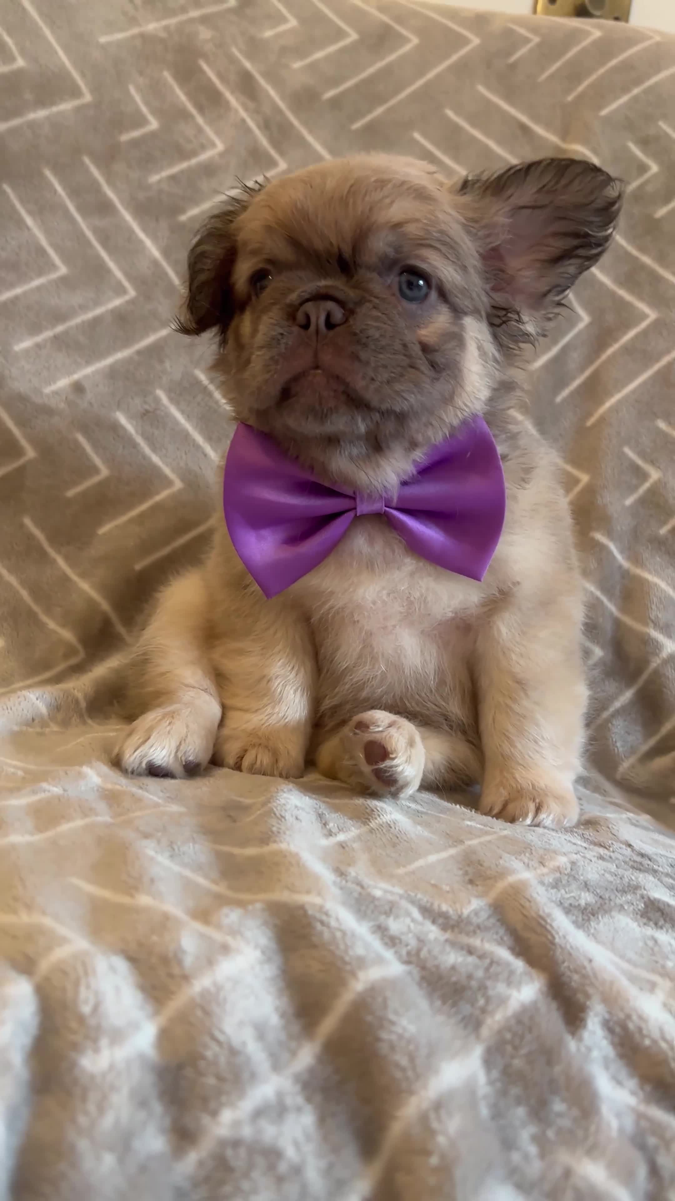 French Bulldog dogs for sale: French Bulldogs - Video 2