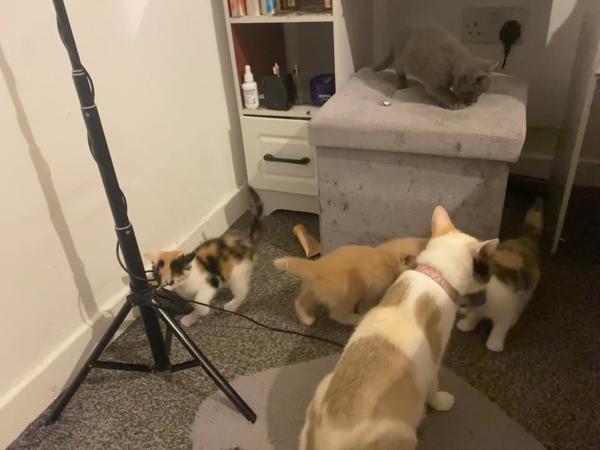 Snowshoe cats for sale: ❄️ RARE PUREBRED SNOWSHOE KITTENS FOR SALE ❄️ - Video 1