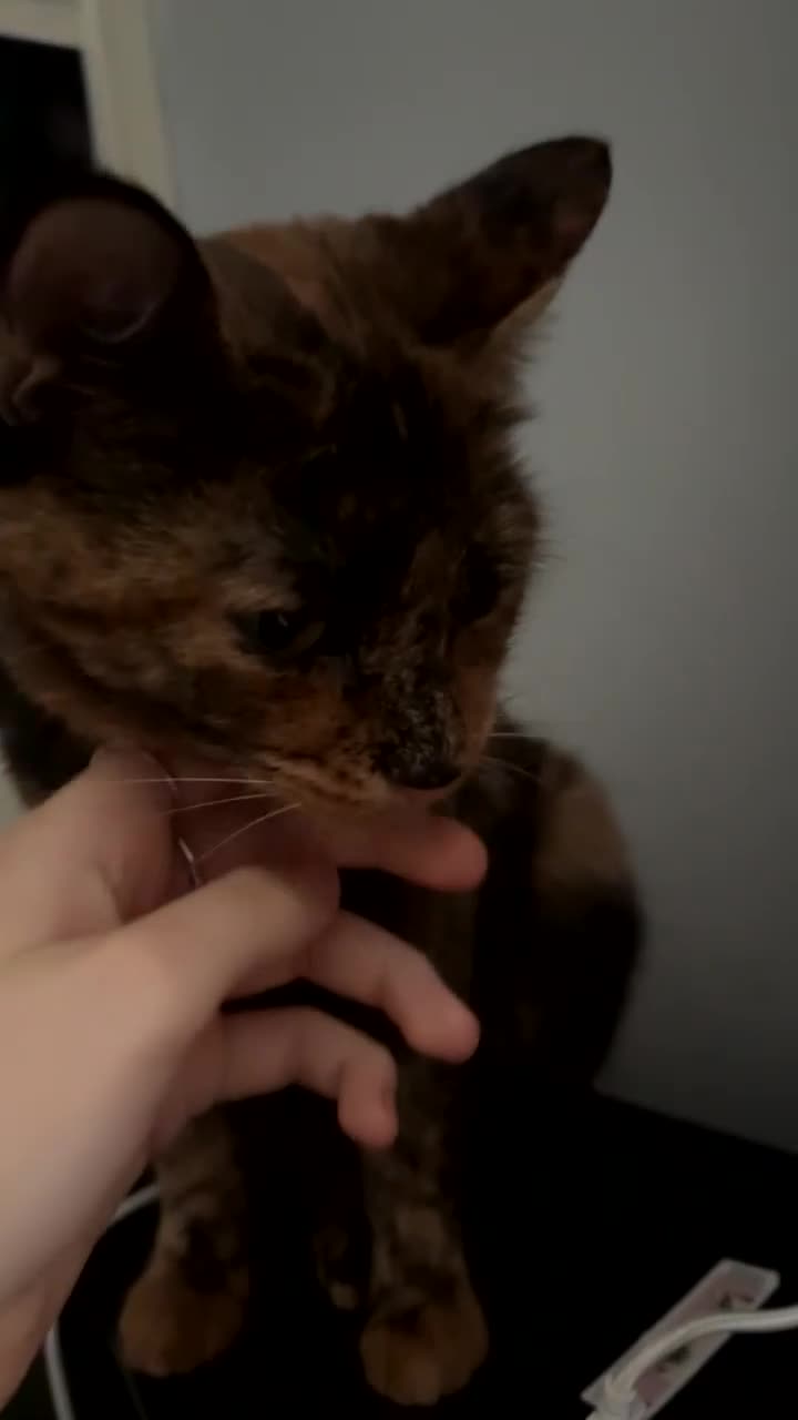 Mixed Breed cats for sale: gorgeous tortoise shell narla☺️ - Video 3
