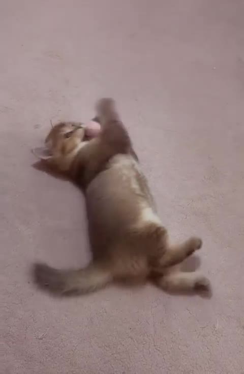 British Shorthair cats for sale: BSH + Persian Kittens - Video 3