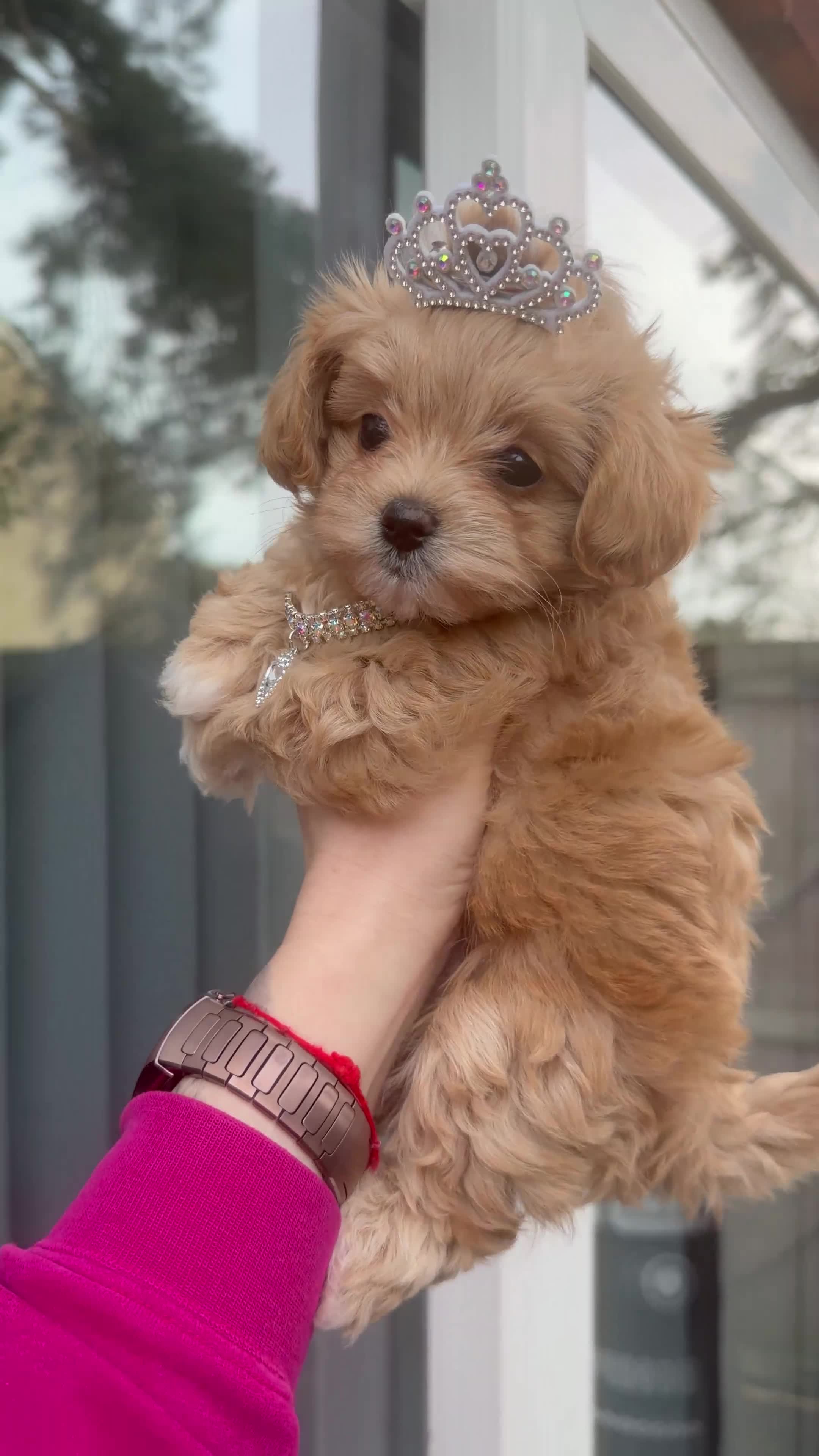 Maltipoo dogs for sale: ✨👑READY 🏡 One in a Million F1 Asian Maltipoo👑✨ - Video 1
