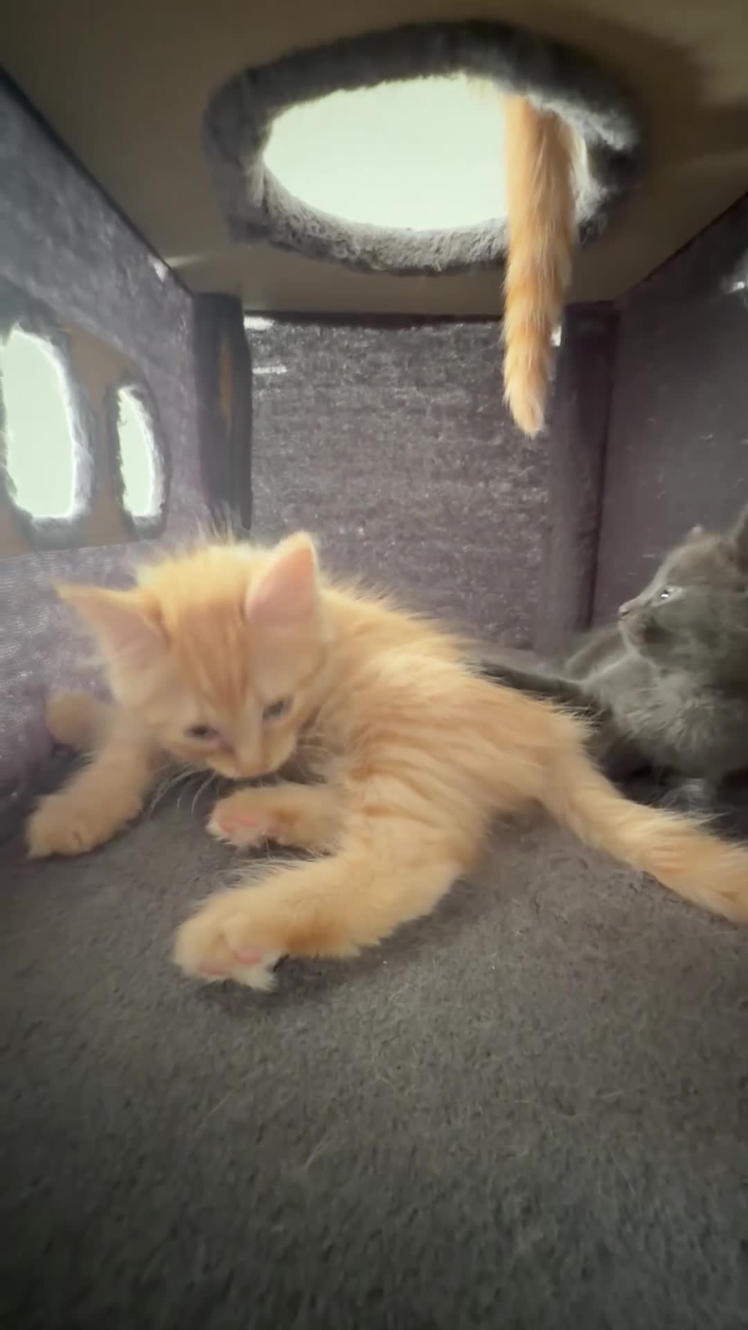 British Shorthair cats for sale: 3 beautiful little kittens🐾 - Video 1