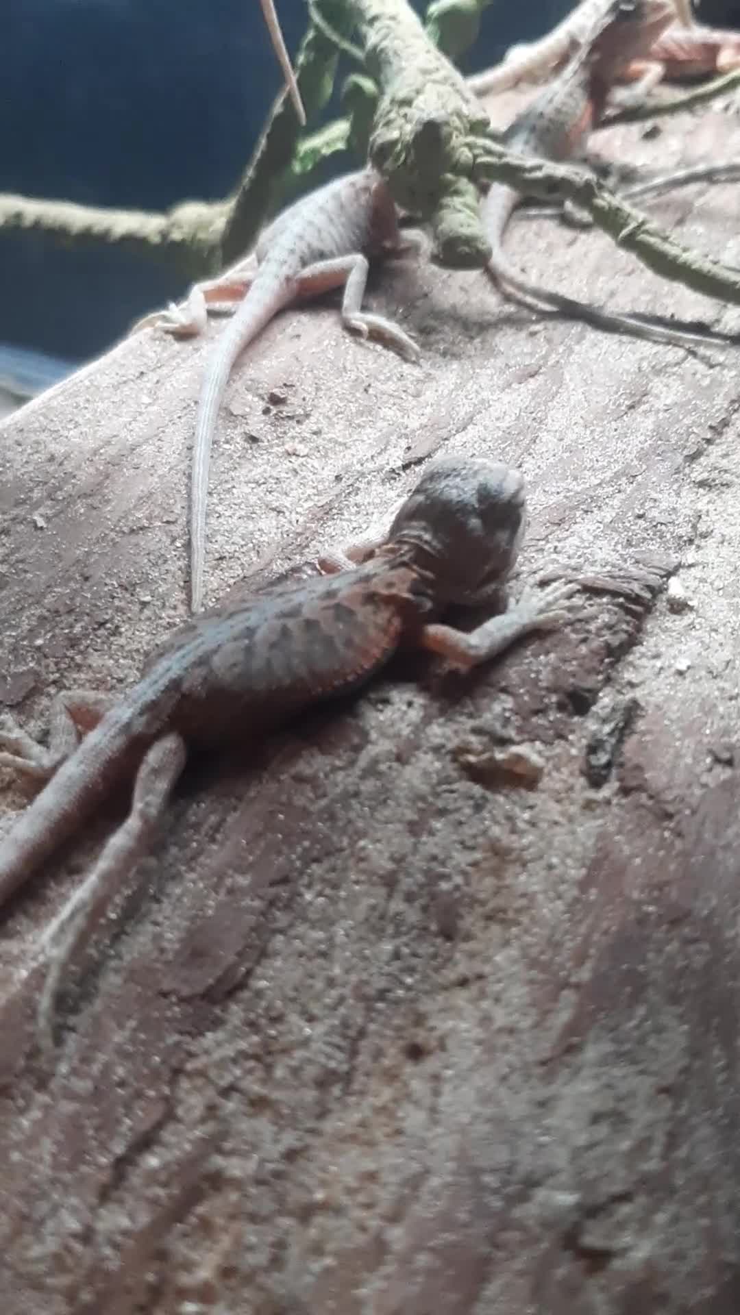 Bearded Dragon reptiles for sale: Beautiful Baby Bearded Dragons For Sale - Video 1